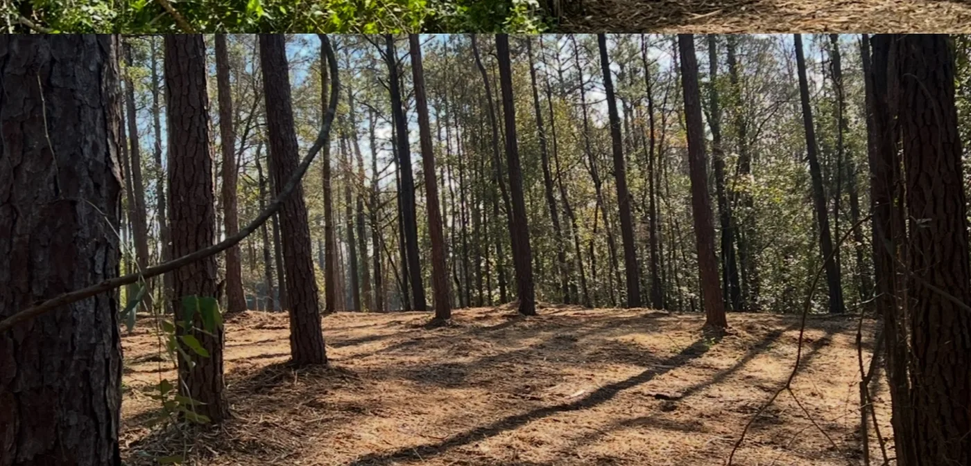 Trails & Food Plots in Northwest Florida