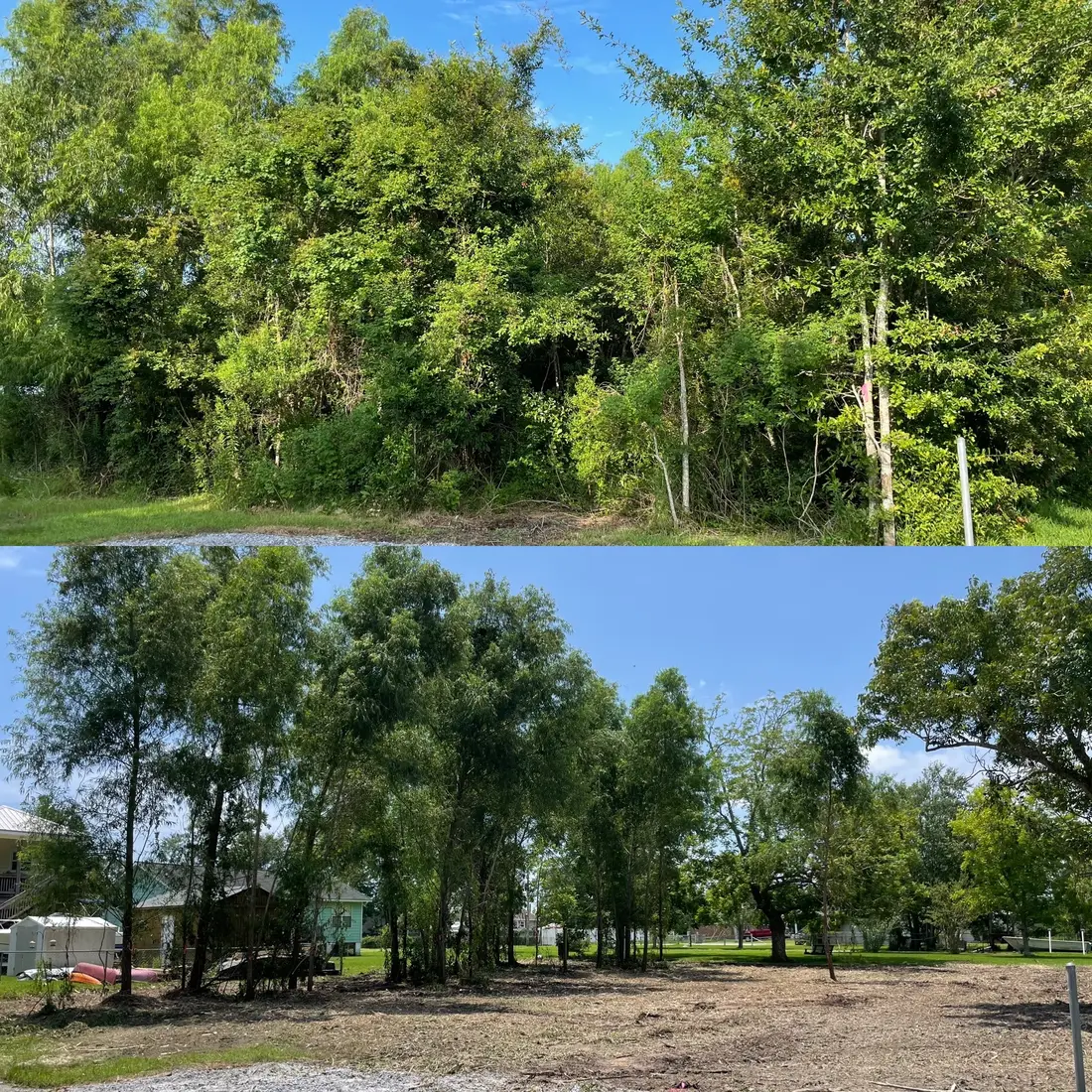 Before and after — thick vegetation cut back to a clean open grove