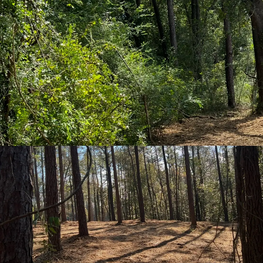 Before and after — overgrown pines opened into a walkable trail
