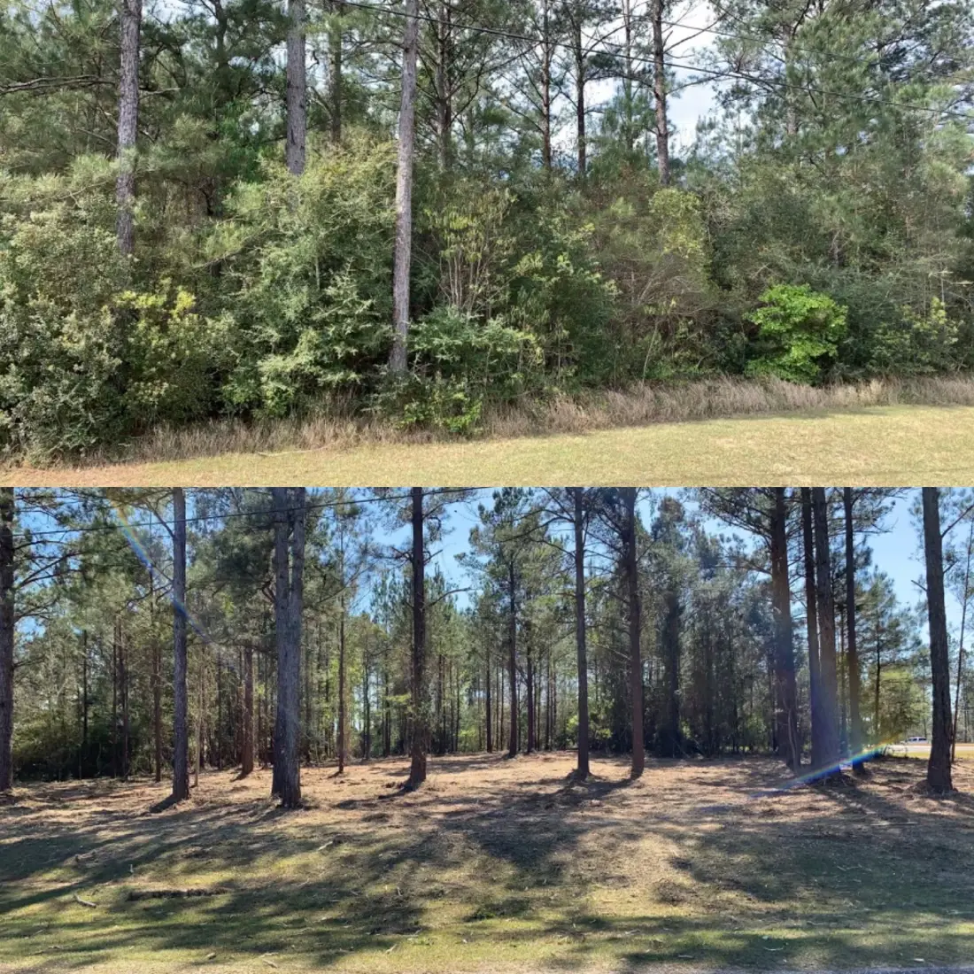 Before and after — underbrush mulched to open the woods floor
