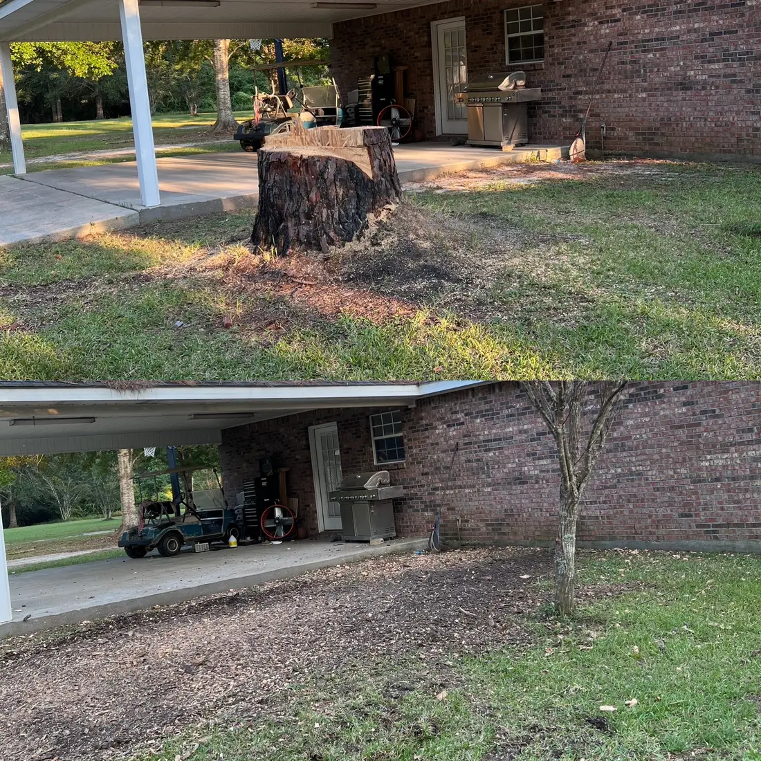 Before and after of a large backyard stump ground out beside a brick home in Northwest Florida