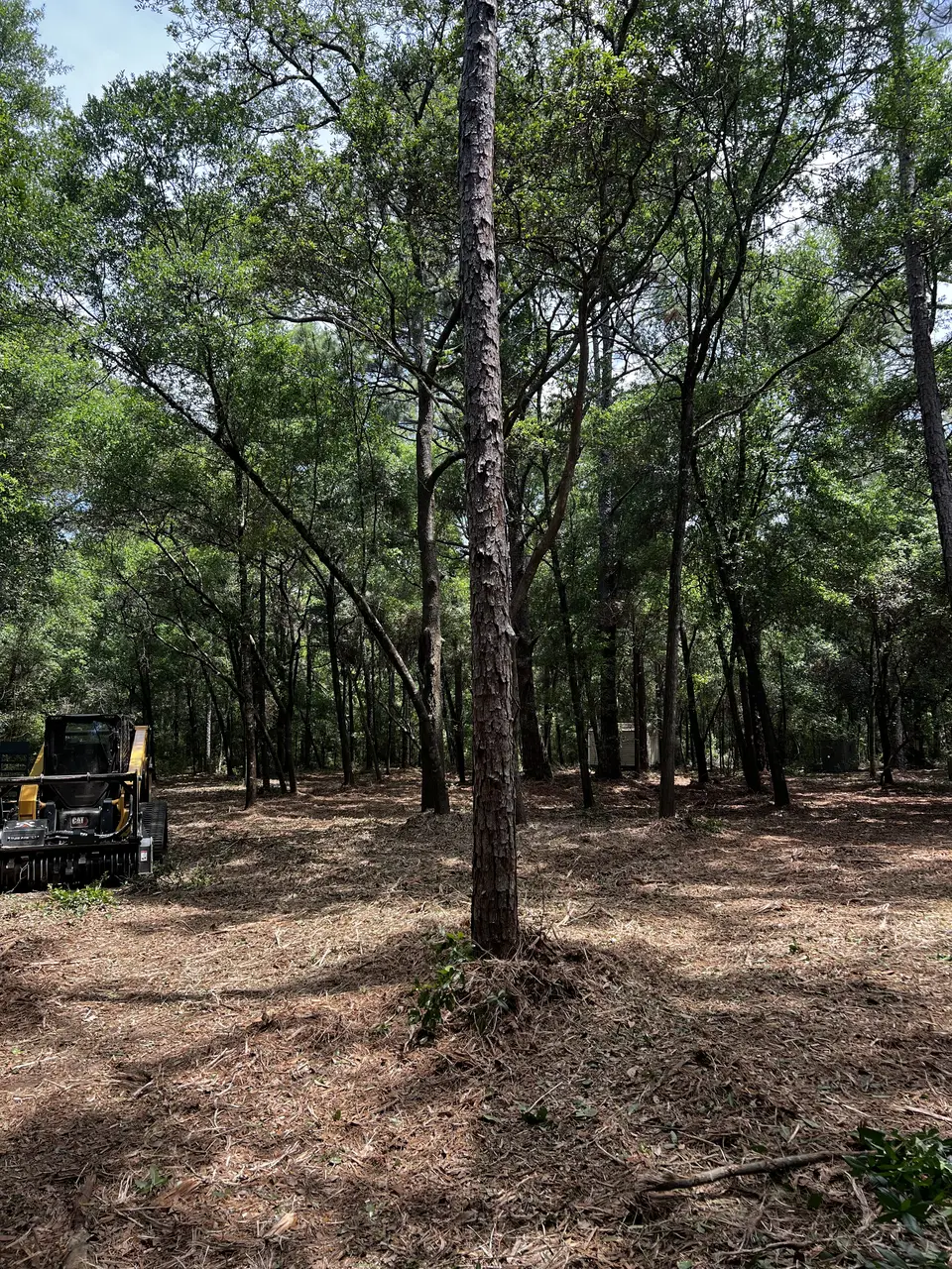 Cleared understory strip through pine woods, cut as a firebreak line