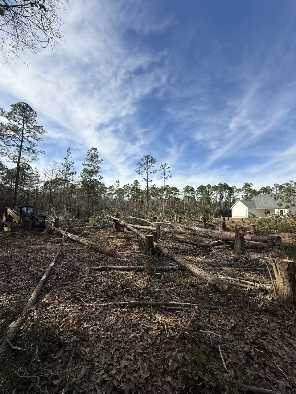 Downed pines cut and staged on a Northwest Florida property during storm cleanup