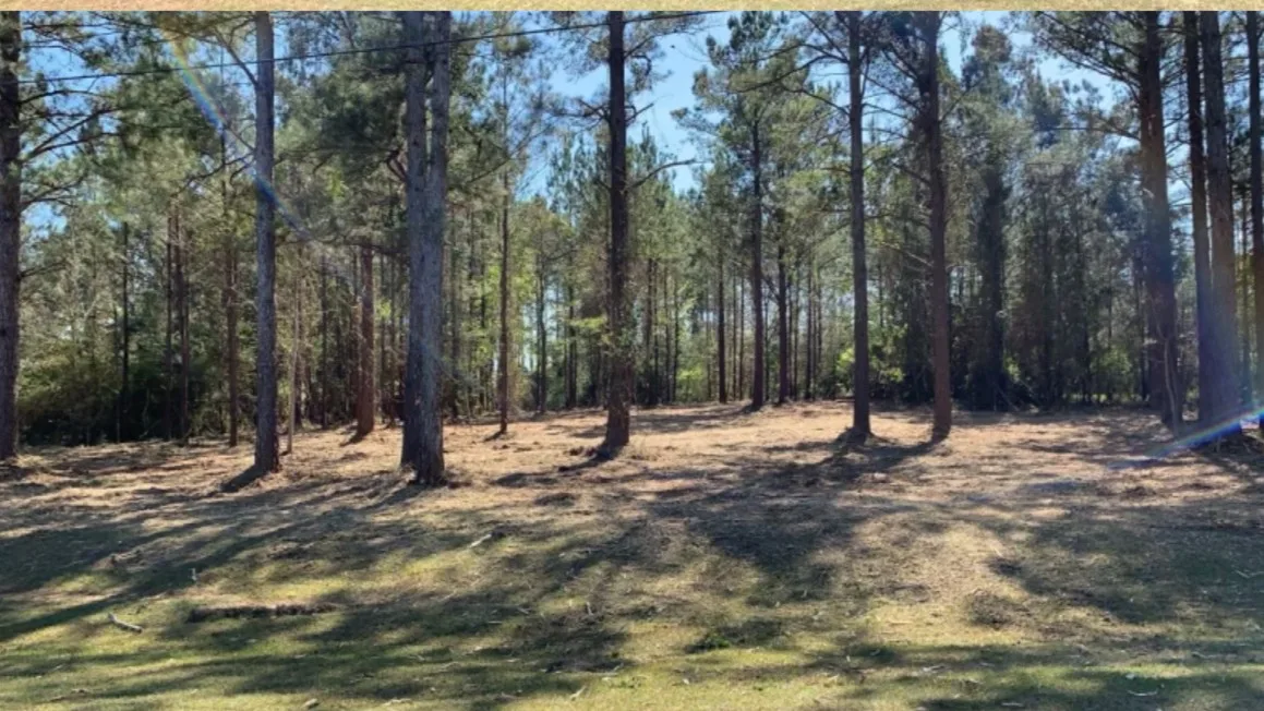 Cleared pine stand in the Florida panhandle with a clean mulched floor and mature trees left standing
