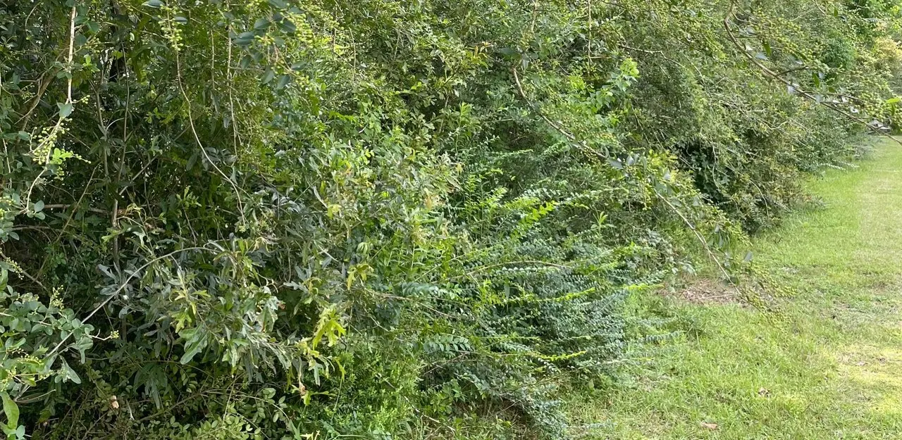 Dense wall of invasive overgrowth taking over a field edge in Northwest Florida before removal