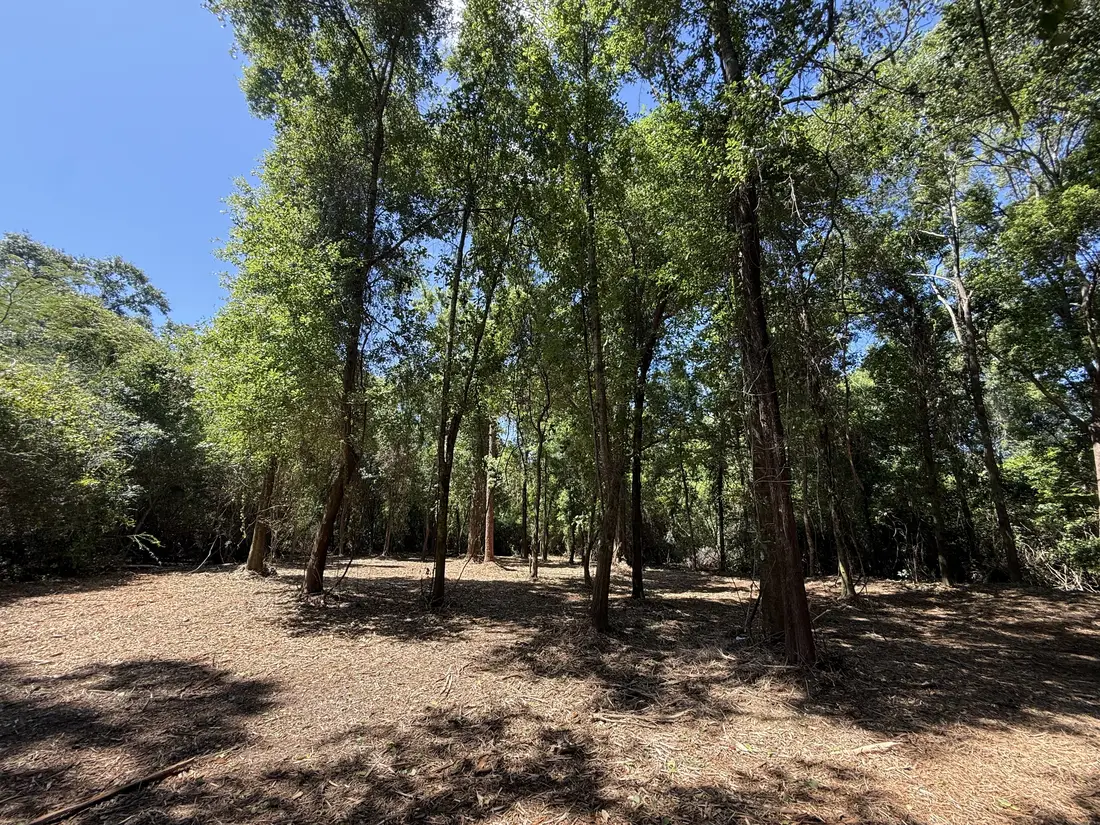 Forestry Mulching in Jay, FL