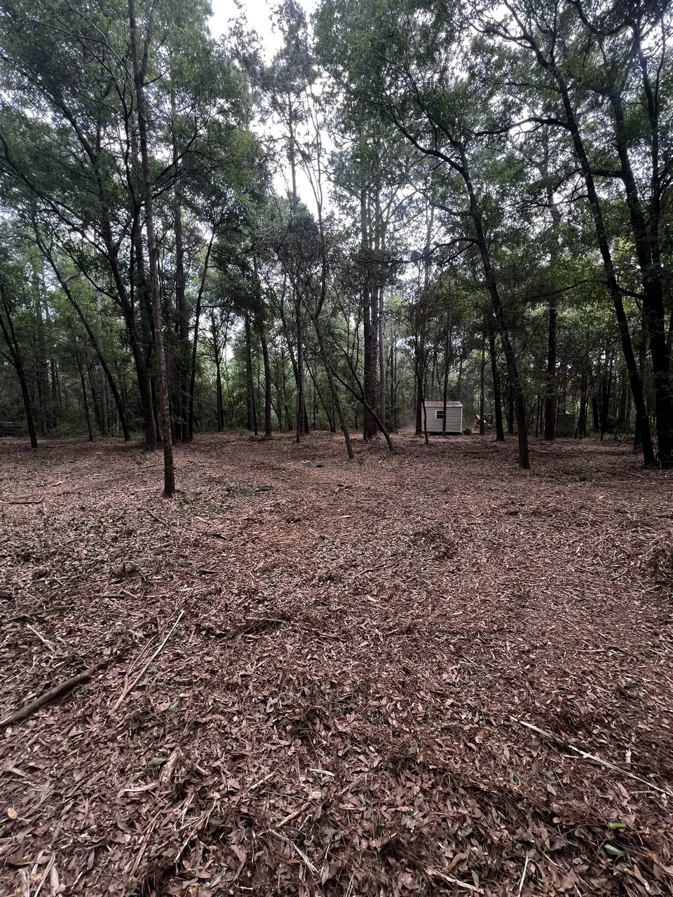 Forestry Mulching in Pace, FL