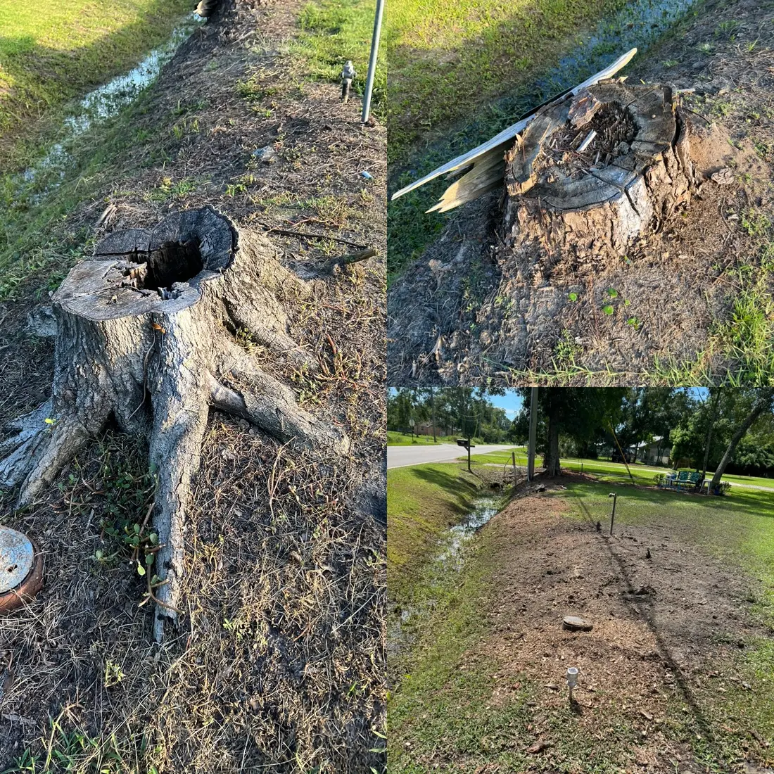 Rotting stumps along a ditch line in Northwest Florida, before and after grinding